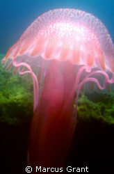 This jelly fish was taken in only 2 mtrs of water and jus... by Marcus Grant 